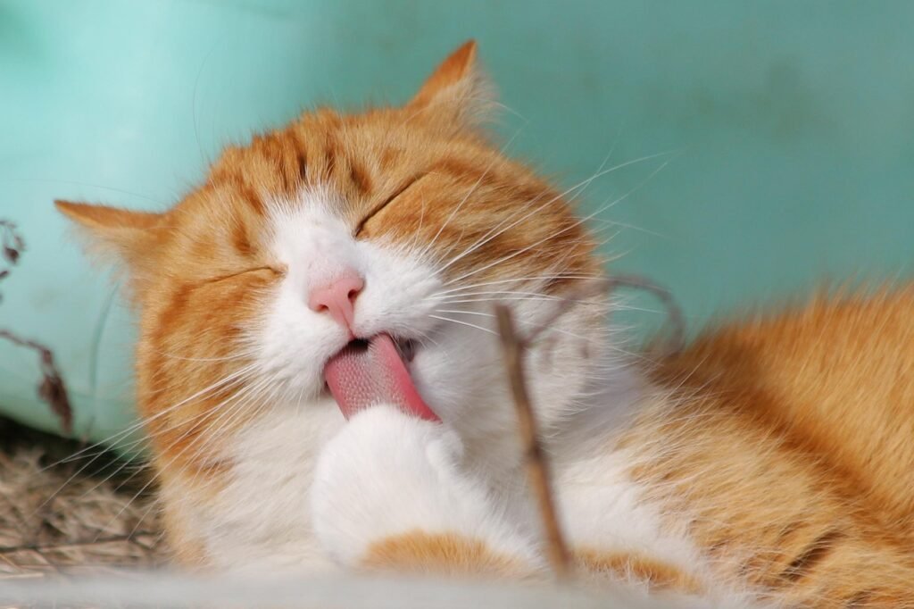 cat, pet, licking, animal, tabby cat, domestic cat, feline, mammal, cute, nature, adorable, portrait