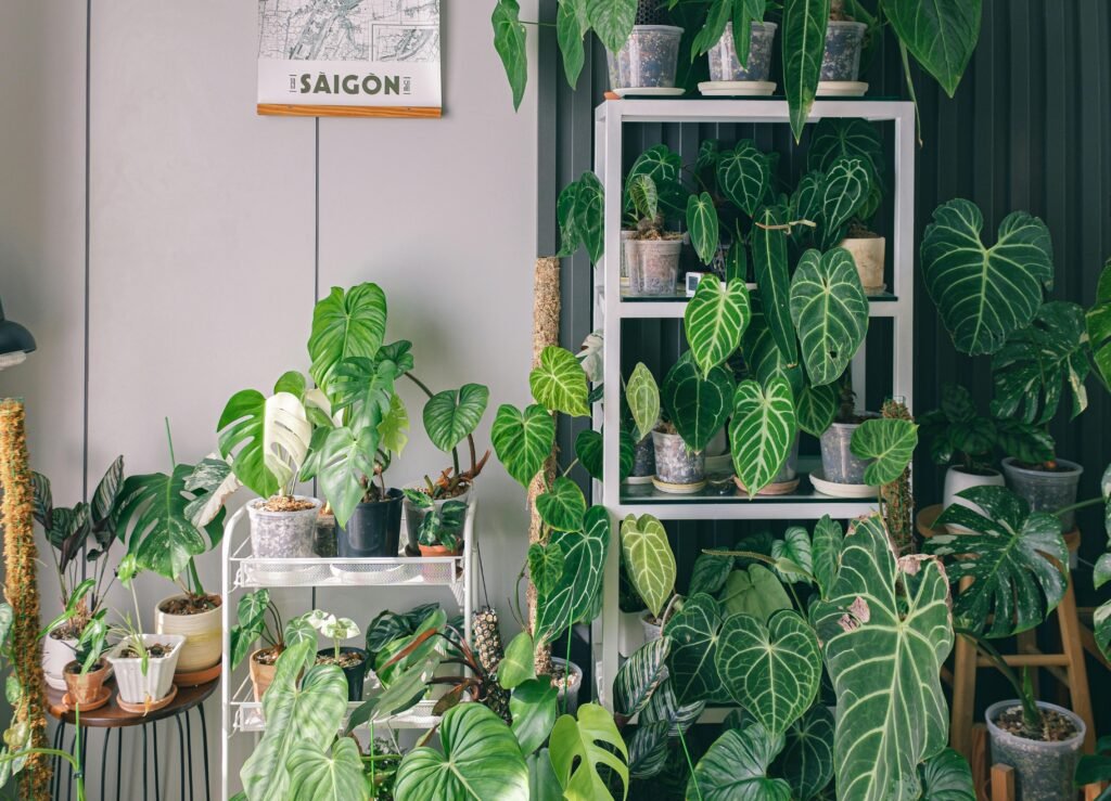 Stylishly arranged indoor plants in a Ho Chi Minh City home, featuring leafy greenery.