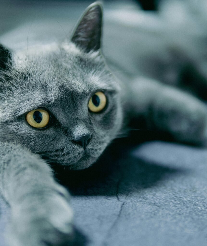 Close-up of a playful British Shorthair cat with striking amber eyes lying on the floor.