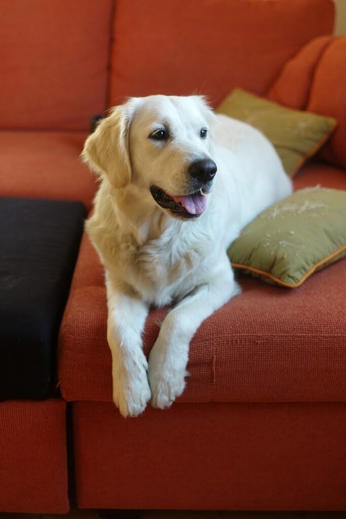 dog, golden retriever, animals, fur, animal, portrait, nature, cute, pet, sofa