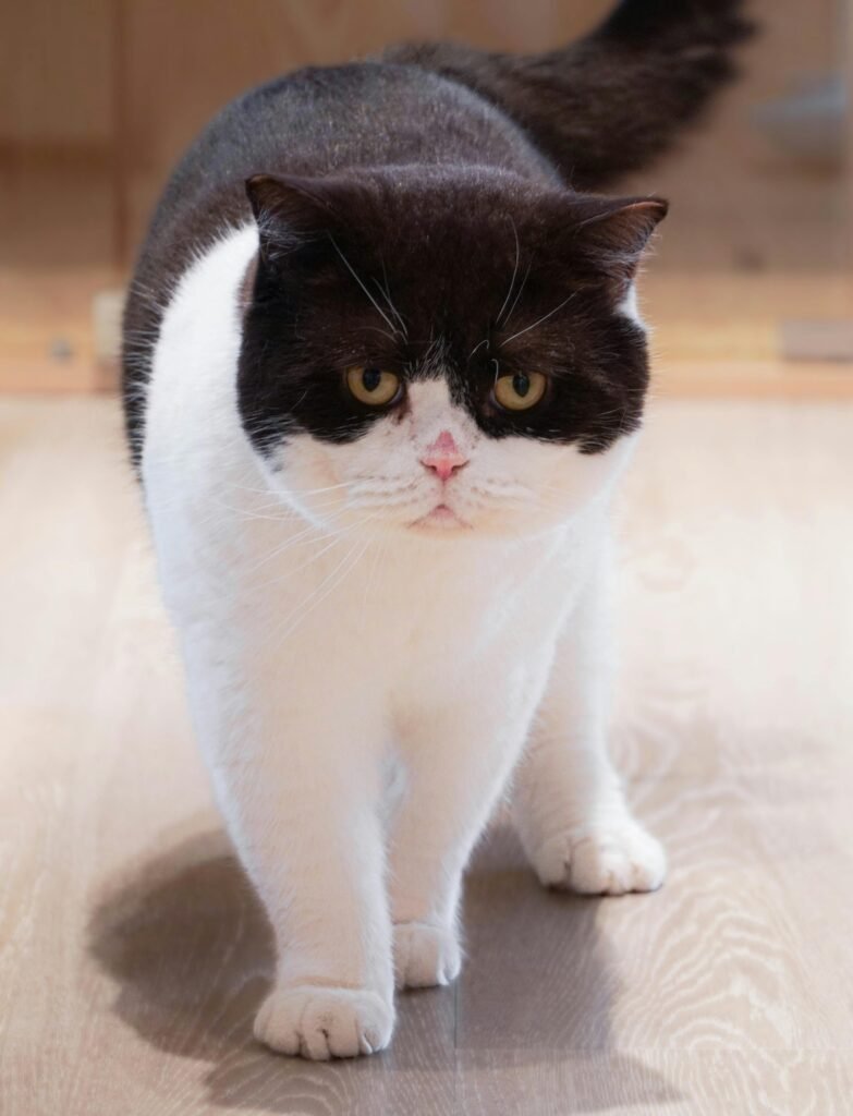Cute black and white Exotic Shorthair cat walking indoors on a wooden floor.