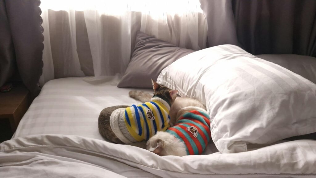 Two cats wearing sweaters cuddle on a bed, basking in soft natural light from a window.
