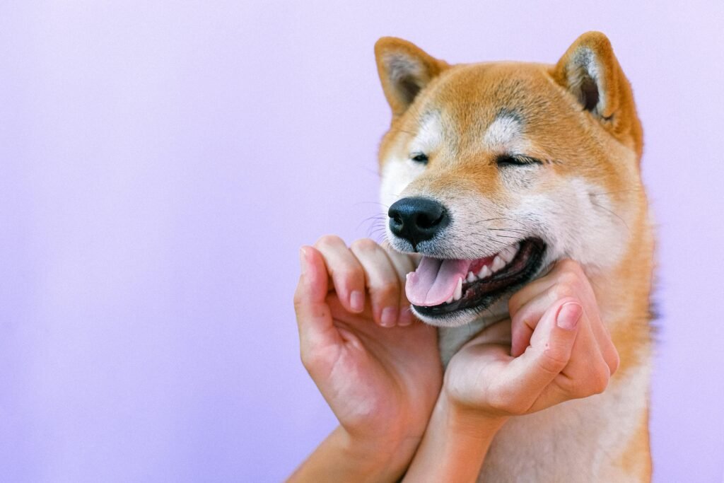A happy Shiba Inu dog being petted gently, showcasing joy and companionship.
