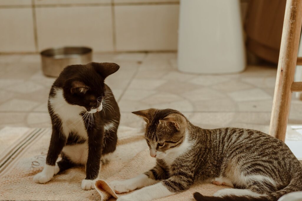 two cats on the carpet