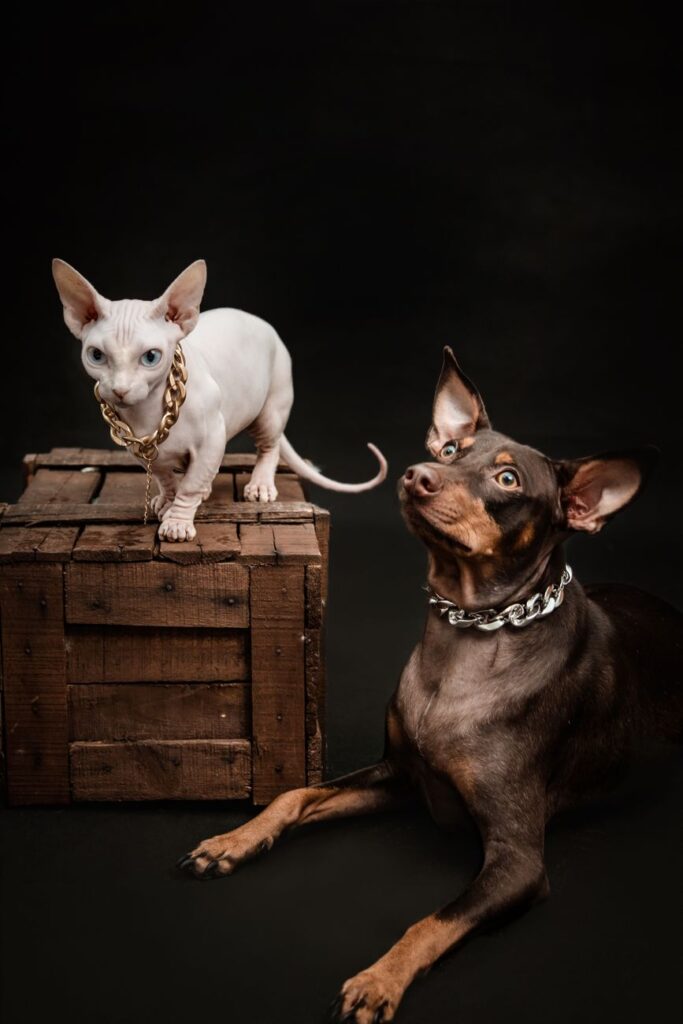 statues of cat and dog