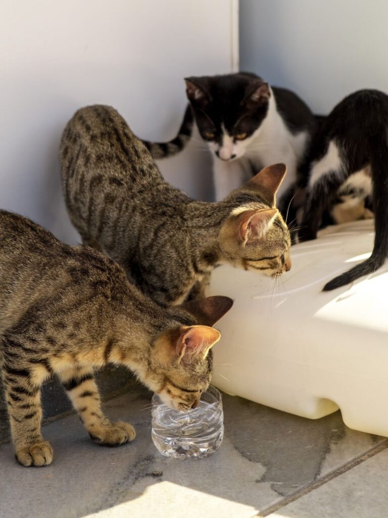 close up shot of cats