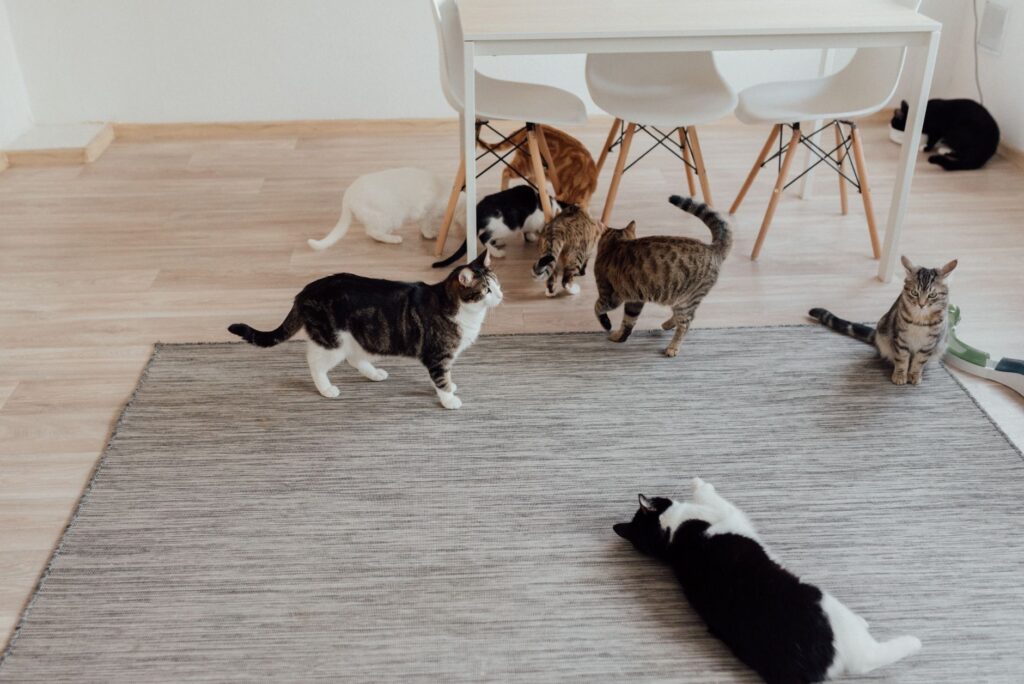 assorted pet cats in a room with gray carpet